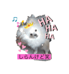 ホワイトポメの可愛い朔たん（個別スタンプ：13）