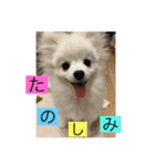 ホワイトポメの可愛い朔たん（個別スタンプ：14）