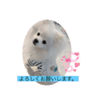 ホワイトポメの可愛い朔たん（個別スタンプ：15）