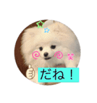 ホワイトポメの可愛い朔たん（個別スタンプ：18）