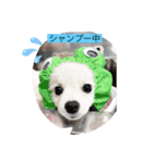 ホワイトポメの可愛い朔たん（個別スタンプ：22）