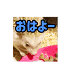 【動く】ハリネズミのちくなの Forever！！（個別スタンプ：2）