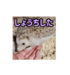 【動く】ハリネズミのちくなの Forever！！（個別スタンプ：5）