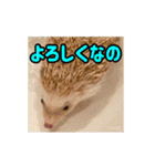 【動く】ハリネズミのちくなの Forever！！（個別スタンプ：7）