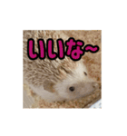 【動く】ハリネズミのちくなの Forever！！（個別スタンプ：15）