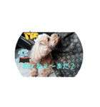 トイプードル・ビスコ（個別スタンプ：10）