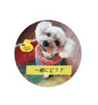 トイプードル・ビスコ（個別スタンプ：11）
