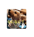 トイプードル・ビスコ（個別スタンプ：14）