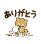 柴犬 ちゃちゃ丸たち 30『新生活に便利』（個別スタンプ：24）