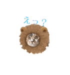 おりたちの おねこ（個別スタンプ：15）