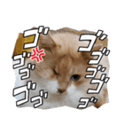 おりたちの おねこ（個別スタンプ：27）