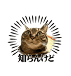 猫のすず＆ベル（個別スタンプ：1）