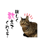 猫のすず＆ベル（個別スタンプ：2）