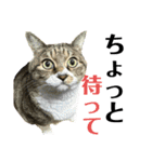猫のすず＆ベル（個別スタンプ：3）