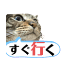 猫のすず＆ベル（個別スタンプ：4）