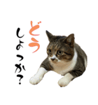 猫のすず＆ベル（個別スタンプ：6）