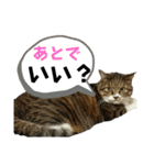 猫のすず＆ベル（個別スタンプ：7）