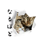 猫のすず＆ベル（個別スタンプ：8）