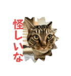 猫のすず＆ベル（個別スタンプ：9）