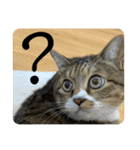 猫のすず＆ベル（個別スタンプ：11）