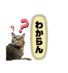 猫のすず＆ベル（個別スタンプ：12）