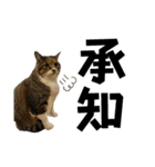 猫のすず＆ベル（個別スタンプ：13）