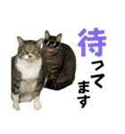 猫のすず＆ベル（個別スタンプ：15）