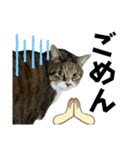 猫のすず＆ベル（個別スタンプ：16）