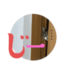 猫のすず＆ベル（個別スタンプ：17）