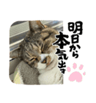 猫のすず＆ベル（個別スタンプ：20）