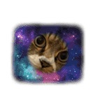 猫のすず＆ベル（個別スタンプ：21）