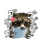 猫のすず＆ベル（個別スタンプ：22）