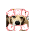 ミートのLINEスタンプ（個別スタンプ：7）