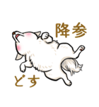 白犬たち（京風ふわふわ）（個別スタンプ：37）