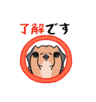 日常の愛犬大福2（個別スタンプ：8）