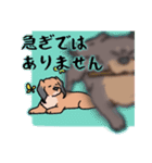 日常の愛犬大福2（個別スタンプ：22）