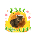 きゃべちゃんスタンプ春（個別スタンプ：3）