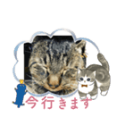 きゃべちゃんスタンプ春（個別スタンプ：8）