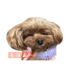 ここたろちゃん2(新)（個別スタンプ：11）