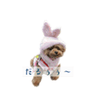 ここたろちゃん2(新)（個別スタンプ：16）