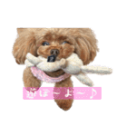 ここたろちゃん2(新)（個別スタンプ：17）