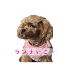 ここたろちゃん2(新)（個別スタンプ：18）