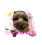 ここたろちゃん2(新)（個別スタンプ：30）