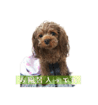 ここたろちゃん2(新)（個別スタンプ：31）