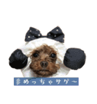 ここたろちゃん2(新)（個別スタンプ：34）