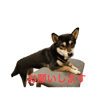 黒柴きびとよも（個別スタンプ：1）