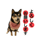 黒柴きびとよも（個別スタンプ：2）