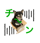 黒柴きびとよも（個別スタンプ：4）