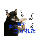 黒柴きびとよも（個別スタンプ：5）