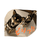 黒柴きびとよも（個別スタンプ：6）